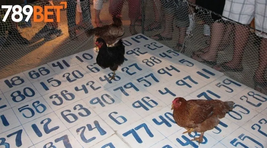 Tổng quan về cược kèo đá gà hôm nay